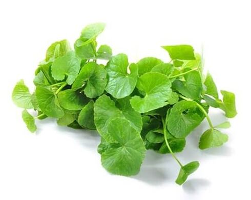 Weiprost contains pennywort (Centella asiatica)